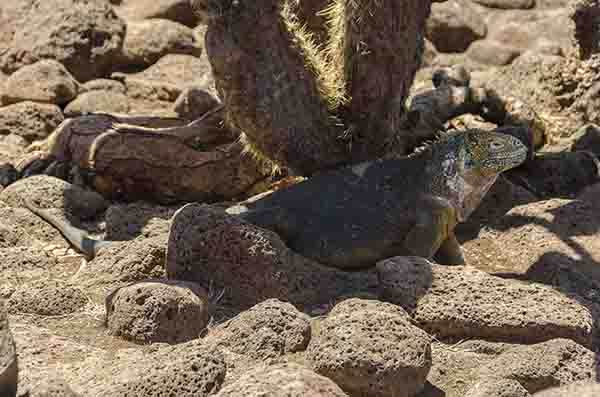 Iguana terrestre de Galápagos - isla Seymour Norte - islas Galápagos - Ecuador 10.jpg